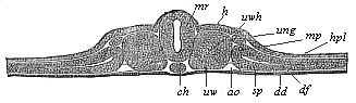 Fig.93. Transverse section of the
vertebrate-embryo of a bird (from a hen’s egg on the second day of
incubation).