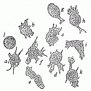 Fig. 12--Mobile cells from the inflamed eye of a frog.