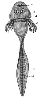 Larva of the common grass-frog (Rana temporaria), or ''tadpole.''