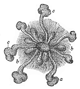 Mammary gland of a new-born infant.