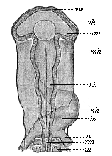 Head of a chick embryo (hatched fifty-eight hours), from the back.