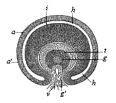 Horizontal transverse section of the eye of a human embryo, four weeks old.