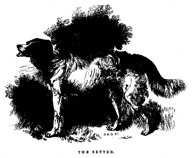 The Setter